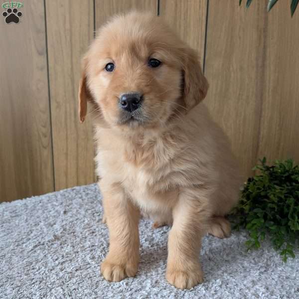 Daisy, Golden Retriever Puppy